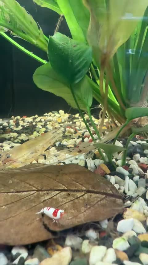 Shrimp in a planted aquarium